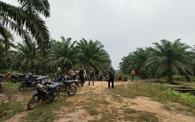 Panen Perdana Digelar, Warga Tiga Desa Sintang Tagih Kejelasan Lahan dan Plasma
