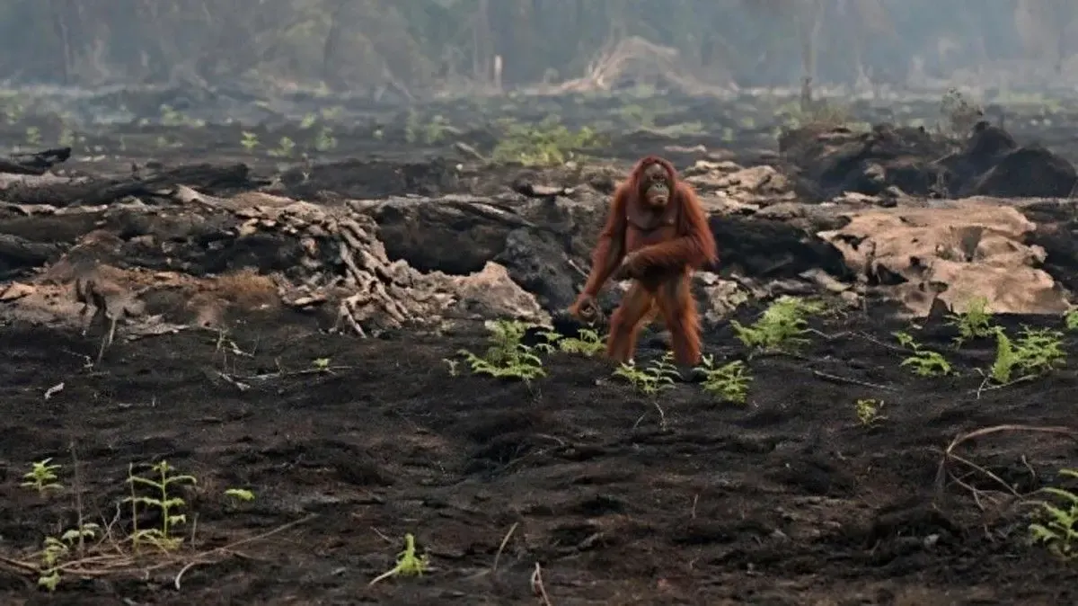 Orang utan terlihat di sisa lahan yang terbakar berjalan sebelum berhasil dievakuasi