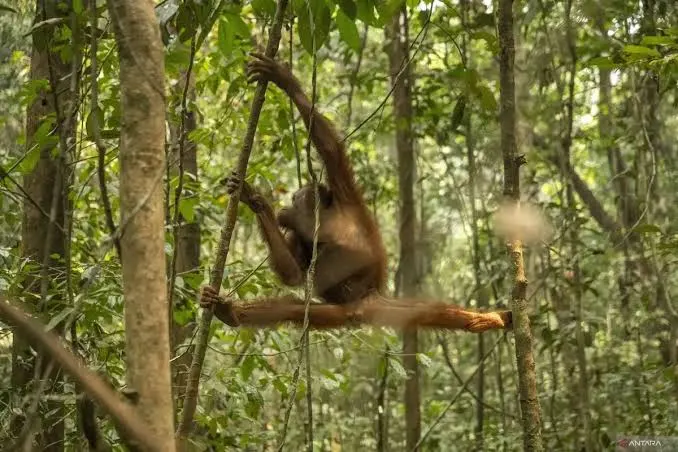 Orangutan Terdampak Karhutla di Kalimantan Barat.