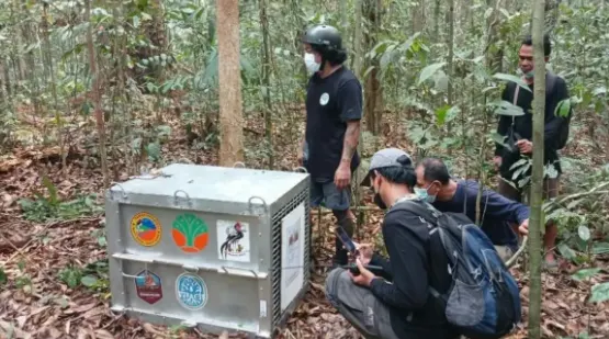 Delapan Orang Utan Korban Karhutla Dilepasliarkan di Hutan Lindung Batu Nyambu Ketapang